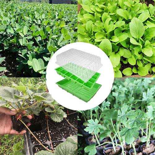 staklenik za sadnice